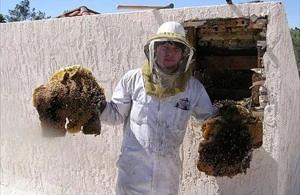 Maricopa County Bee Removal employee holding removed comb